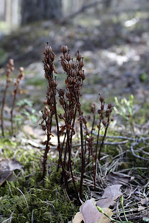 Изображение особи Hypopitys monotropa.