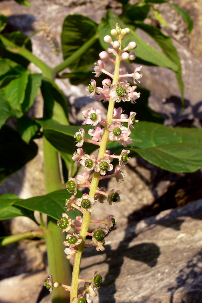 Image of Phytolacca americana specimen.