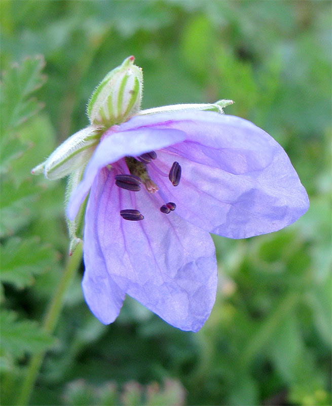 Изображение особи род Erodium.