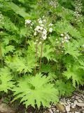 Petasites tatewakianus