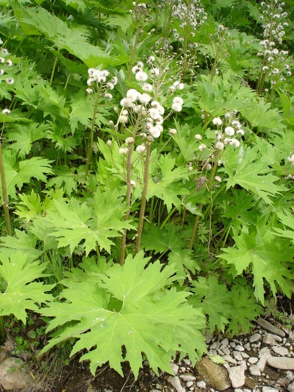 Image of Petasites tatewakianus specimen.