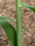 genus Digitaria