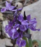 Dactylorhiza romana