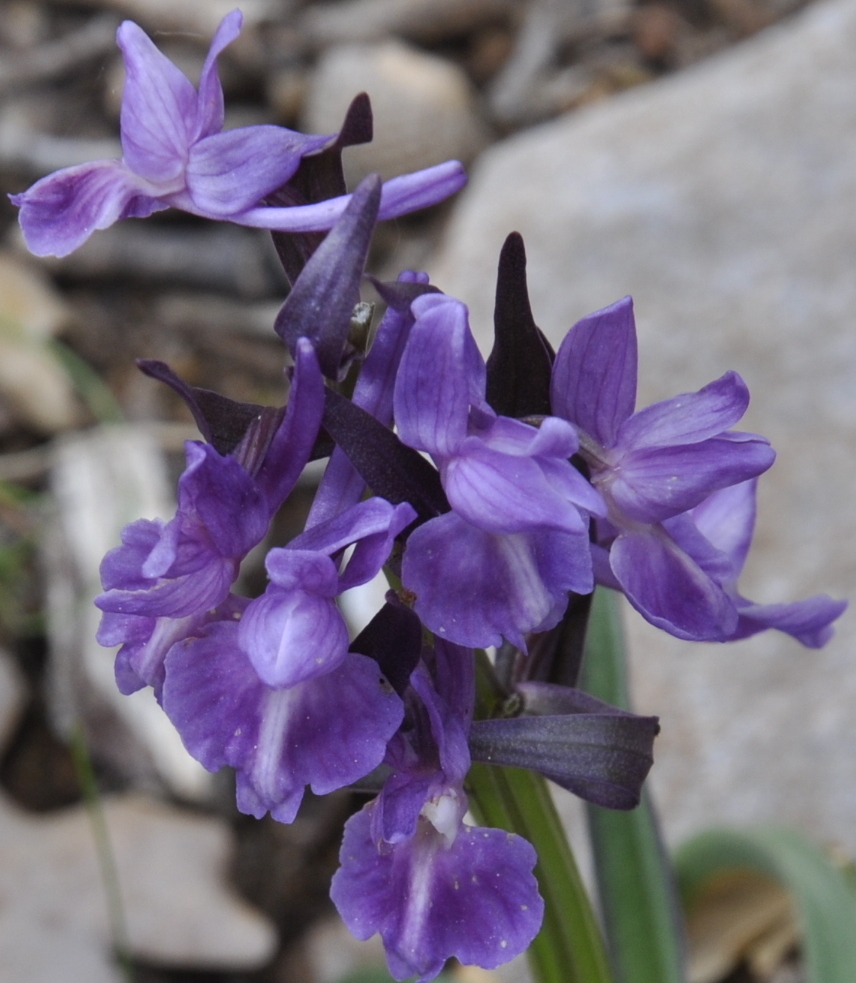 Изображение особи Dactylorhiza romana.