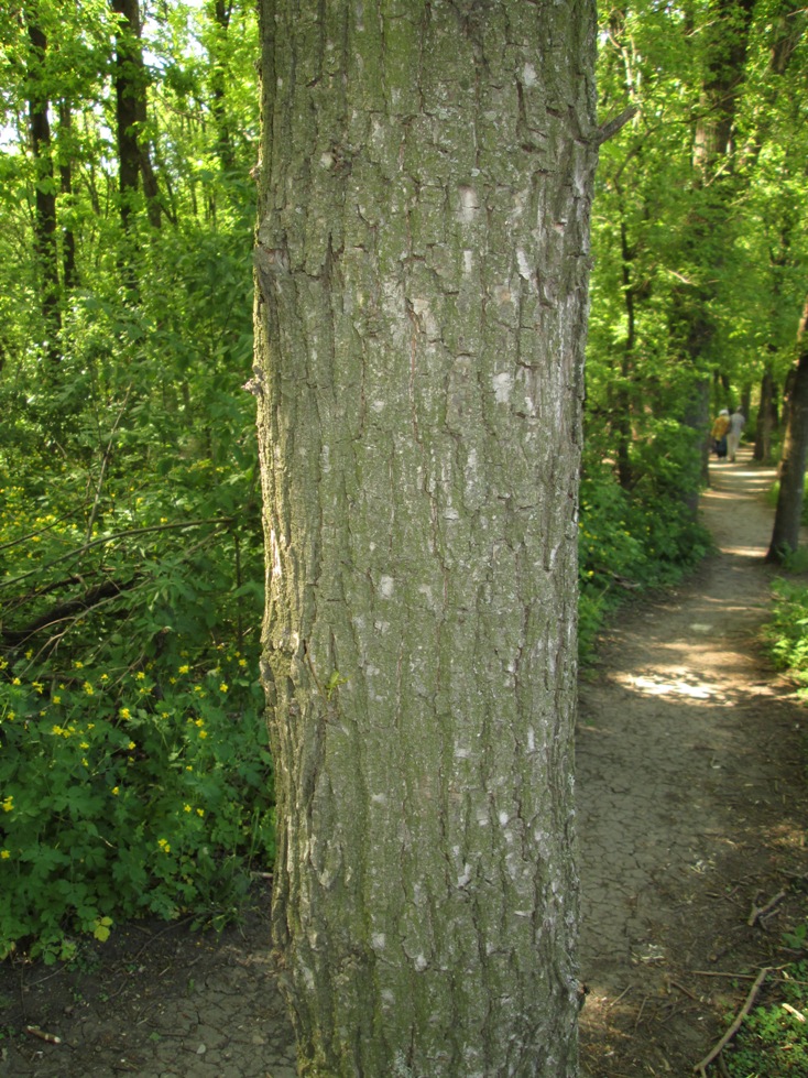 Изображение особи род Fraxinus.