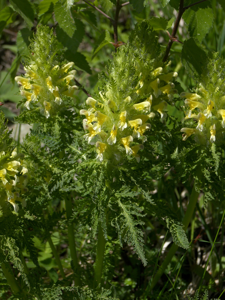 Изображение особи Pedicularis condensata.