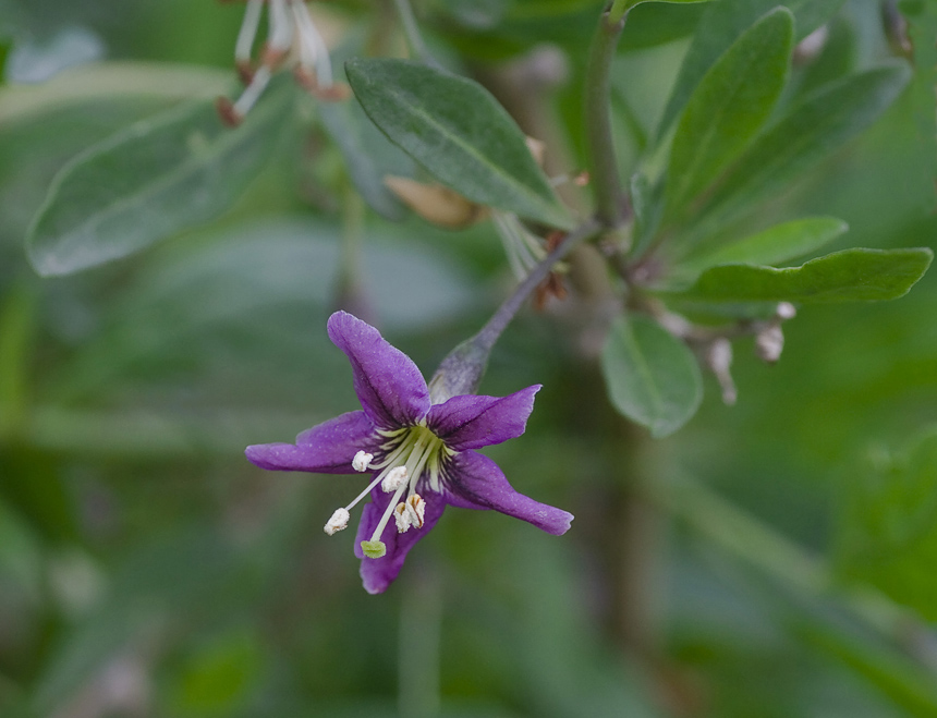 Изображение особи Lycium barbarum.