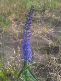 Veronica longifolia