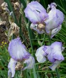 Iris &times; hybrida