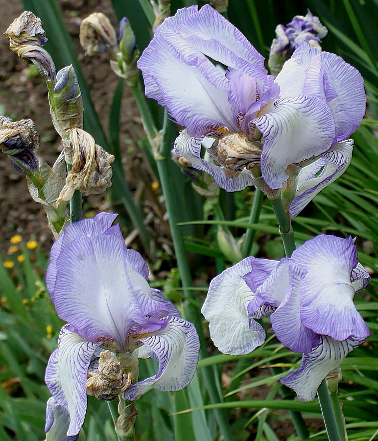 Изображение особи Iris × hybrida.