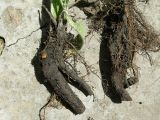 Symphytum officinale
