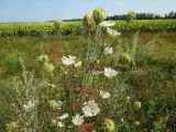 Daucus carota