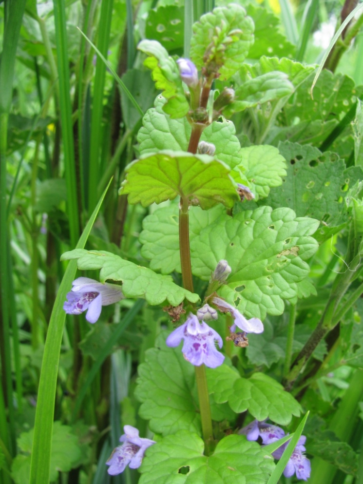 Изображение особи Glechoma hederacea.