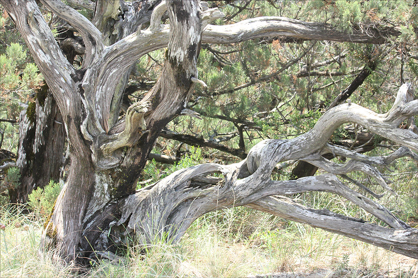 Image of Juniperus excelsa specimen.