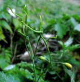 Chelidonium majus