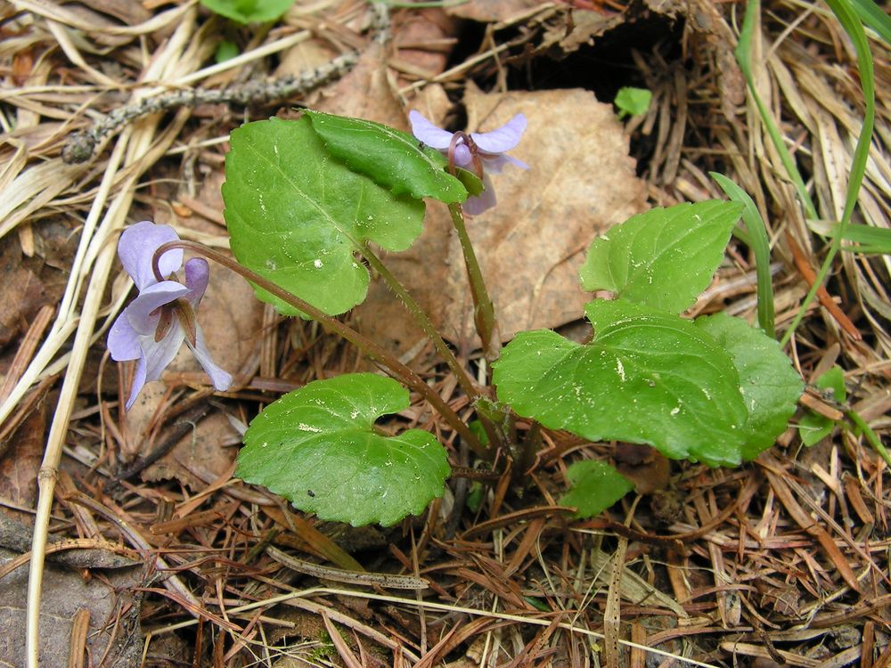 Изображение особи Viola selkirkii.