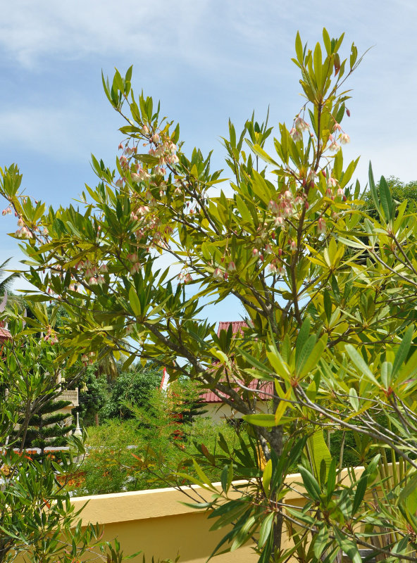 Image of Elaeocarpus grandiflorus specimen.