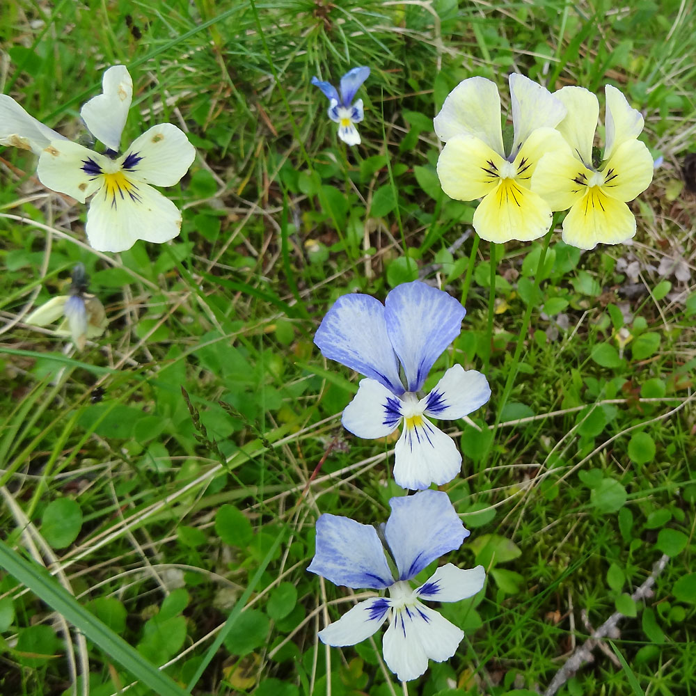 Image of Viola altaica specimen.