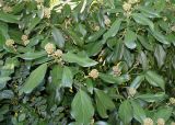 Hedera colchica. Побеги с невызревшими соплодиями. Германия, г. Дюссельдорф, Ботанический сад университета. 04.09.2013.
