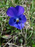 Viola altaica