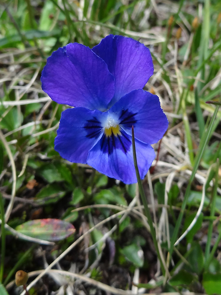 Image of Viola altaica specimen.