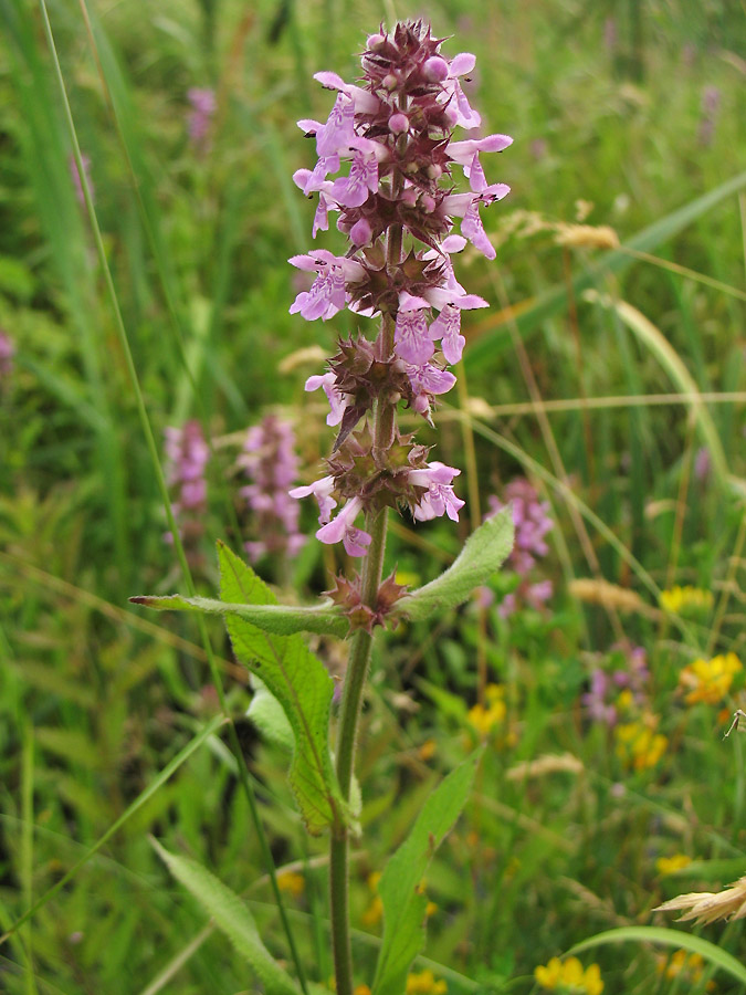 Изображение особи Stachys palustris.