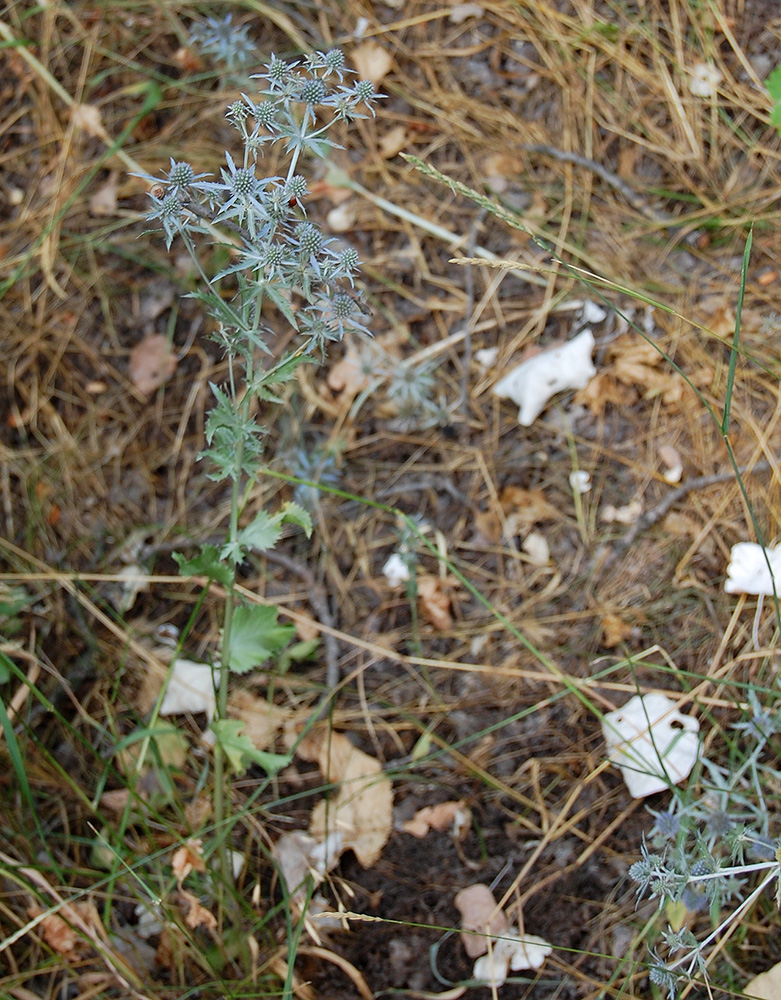 Изображение особи Eryngium planum.