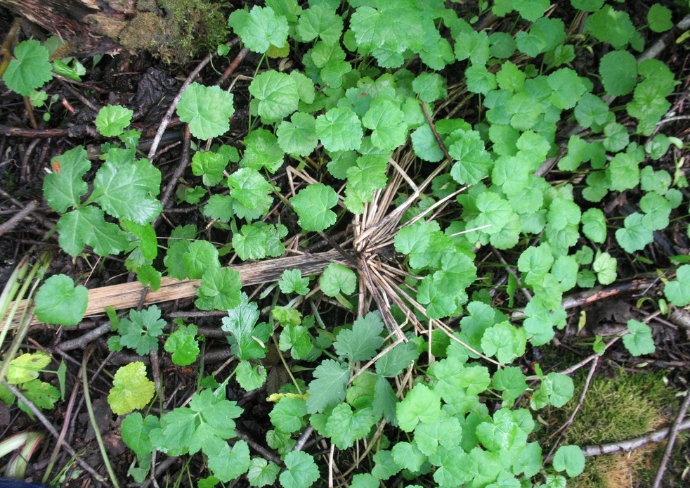 Image of Heracleum sosnowskyi specimen.