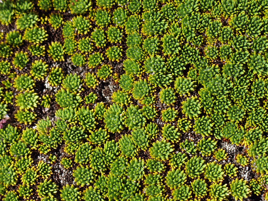 Изображение особи Abrotanella forsteroides.