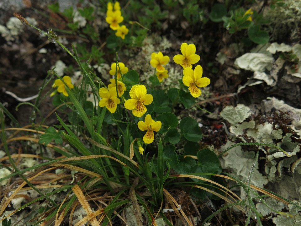 Изображение особи Viola biflora.