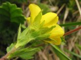 Oreogeum montanum. Цветок (вид снизу; видны листочки подчашия и чашелистики). Украина, Ивано-Франковская обл., Верховинский р-н, хр. Черногора, гора Смотрич, субальпийский луг, около 1500 м н.у.м. 4 июня 2009 г.