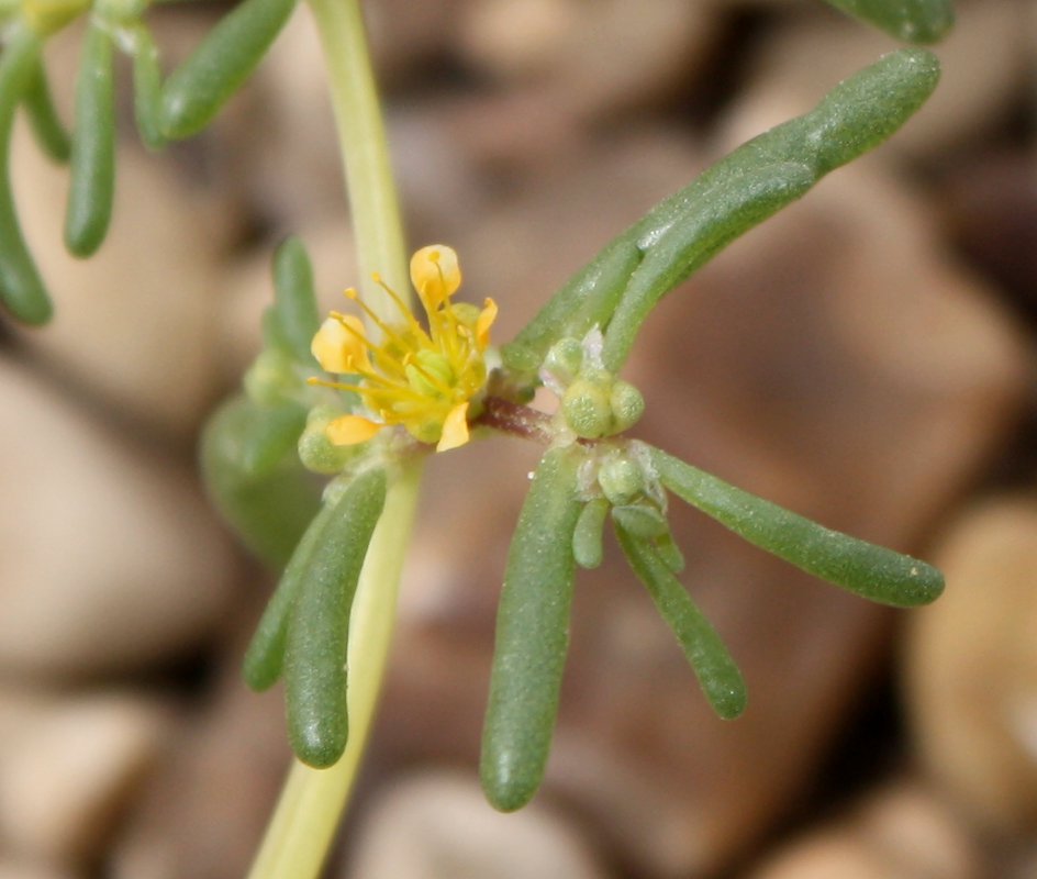 Image of Tetraena simplex specimen.