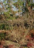 Corylus sieboldiana