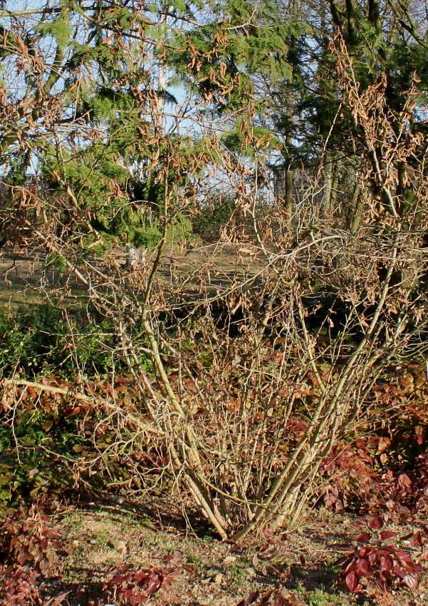 Изображение особи Corylus sieboldiana.