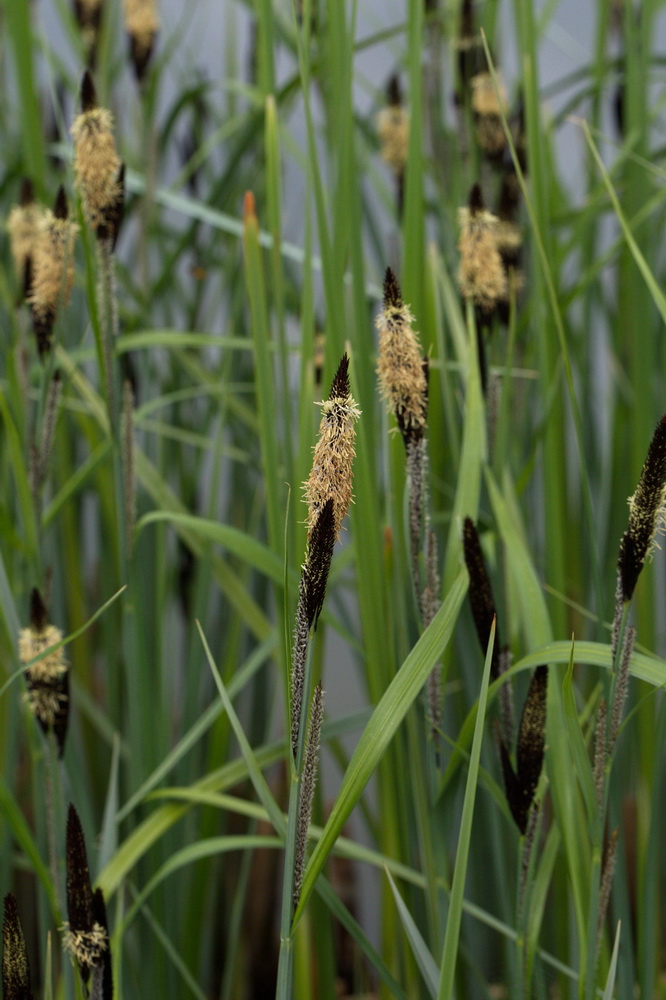 Изображение особи Carex riparia.