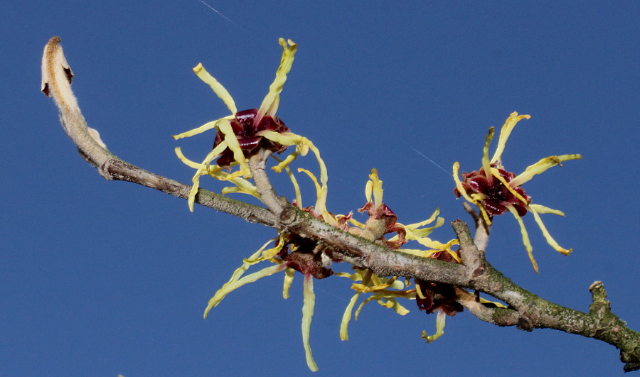 Изображение особи Hamamelis mollis.