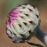 genus Jurinea