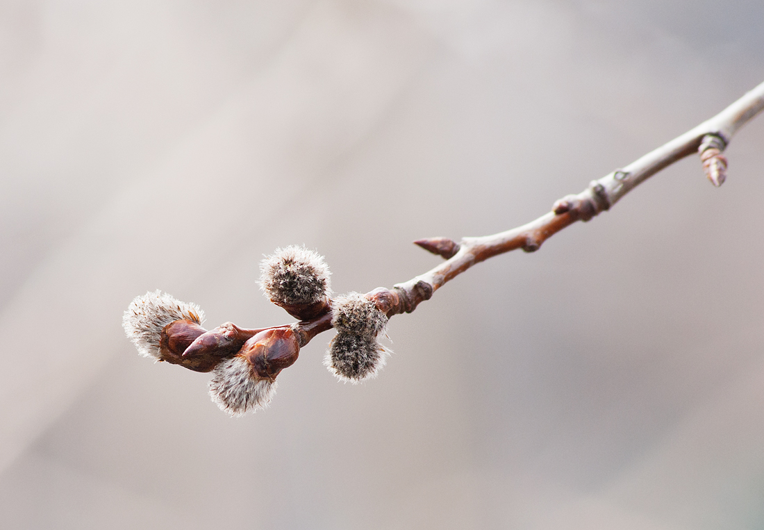 Изображение особи Populus tremula.