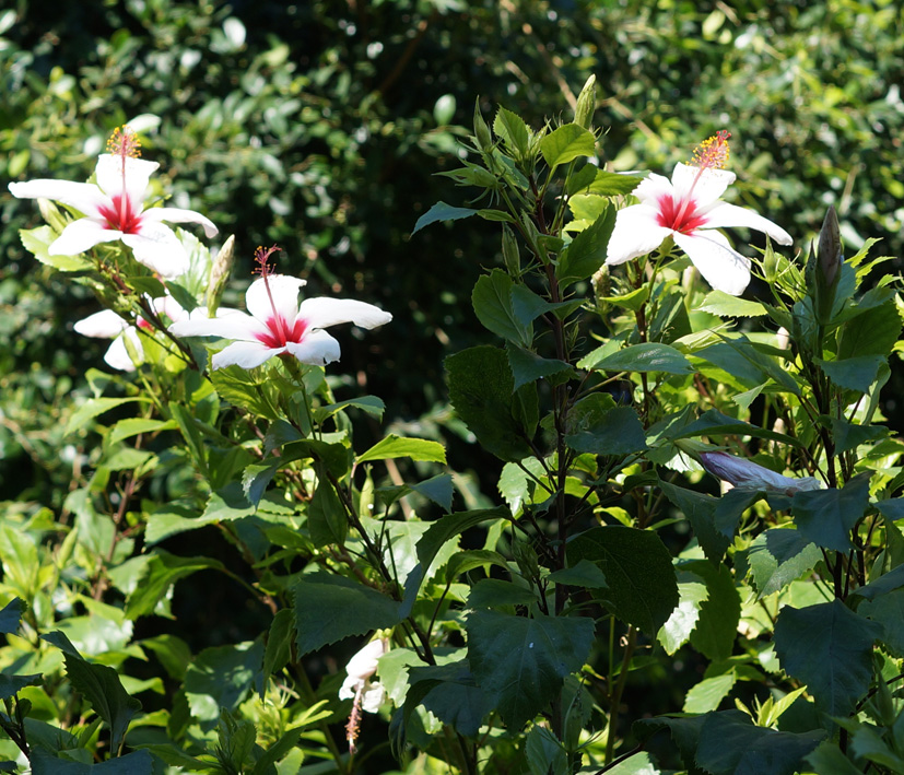Image of Hibiscus rosa-sinensis specimen.