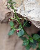 Scrophularia rupestris. Часть побега с соцветием. Краснодарский край, Апшеронский р-н, окр. пос. Мезмай, хр. Гуама, Орлиная скала, на скале. 28.04.2014.