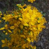 Hypericum scabrum