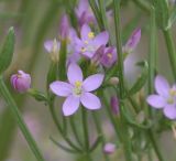 genus Centaurium