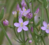 род Centaurium