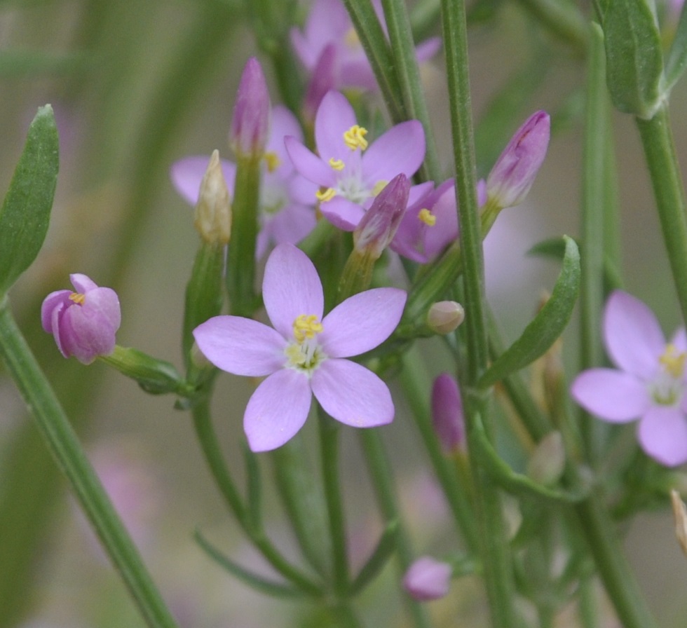 Изображение особи род Centaurium.