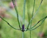 Equisetum palustre