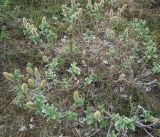 Salix lanata