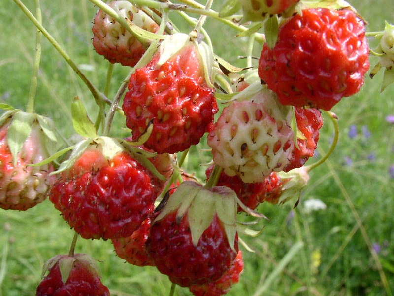 Image of Fragaria viridis specimen.