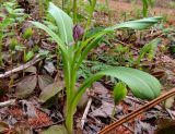 Dactylorhiza aristata