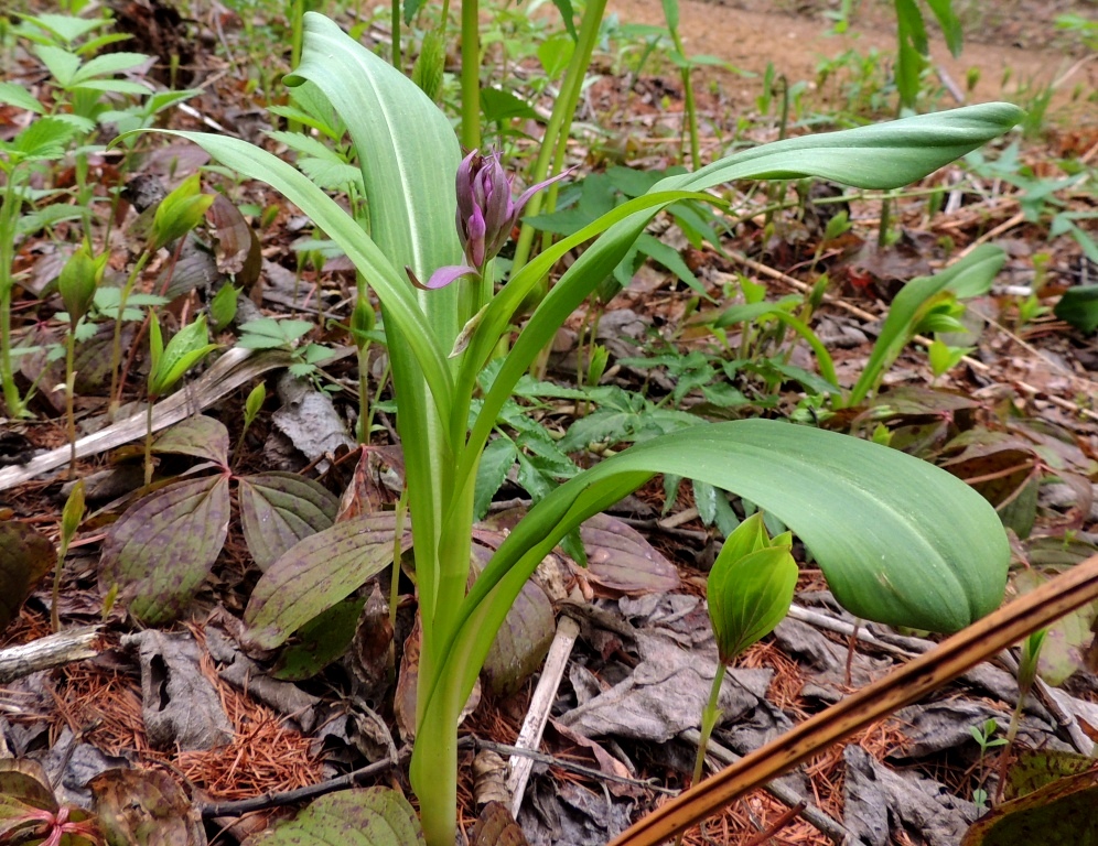 Image of Dactylorhiza aristata specimen.