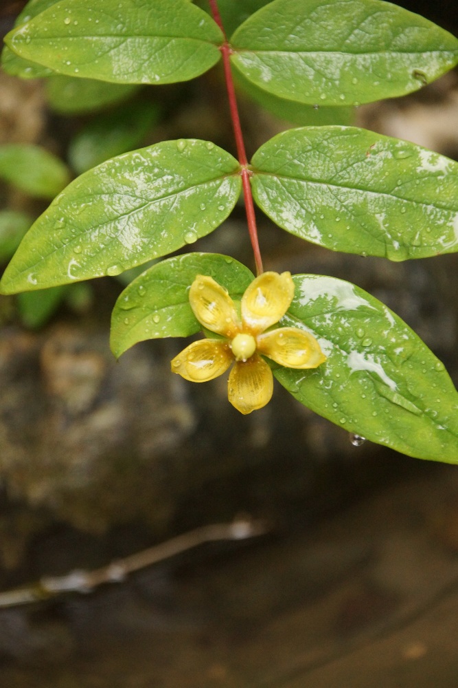 Image of genus Hypericum specimen.